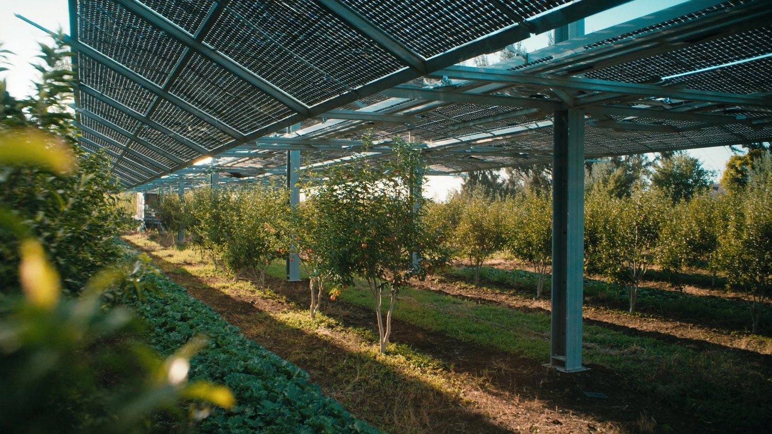 Pensiline agrovoltaiche sopra le colture